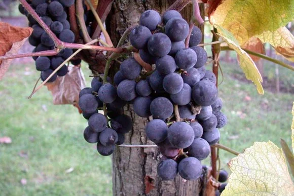 Blaue Weintrauben am Rebstock